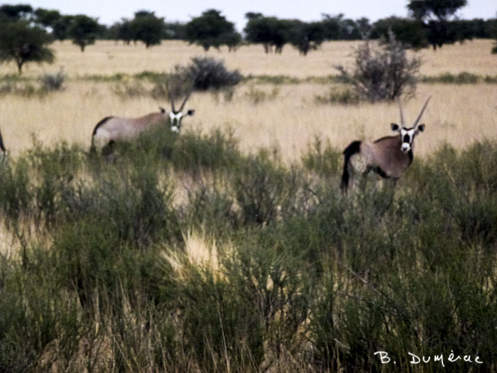 Onyx en Namibie